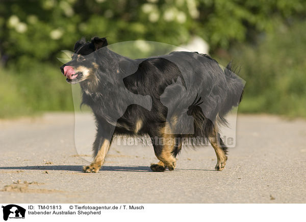 trabender Australian Shepherd / trotting Australian Shepherd / TM-01813