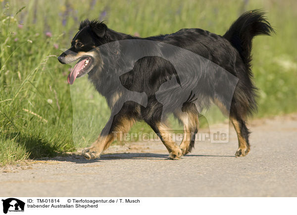 trabender Australian Shepherd / trotting Australian Shepherd / TM-01814