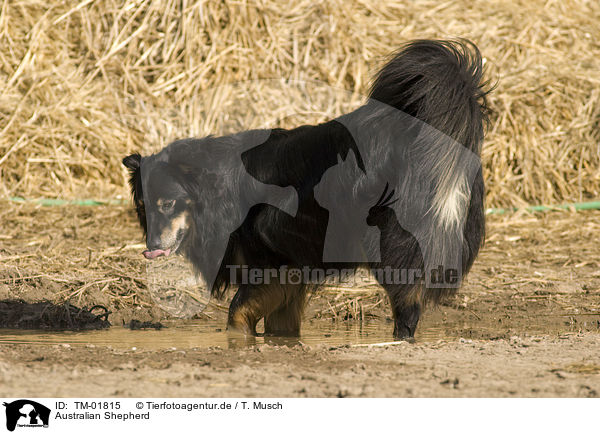Australian Shepherd / Australian Shepherd / TM-01815