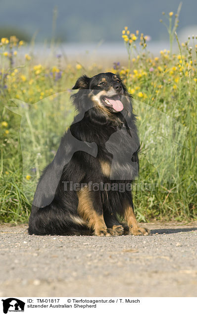 sitzender Australian Shepherd / sitting Australian Shepherd / TM-01817