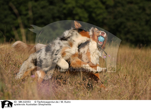 spielende Australian Shepherds / playing Australian Shepherds / MK-02053