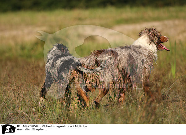 Australian Shepherd / Australian Shepherd / MK-02059