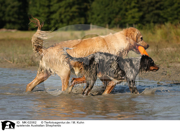 spielende Australian Shepherds / playing Australian Shepherds / MK-02062