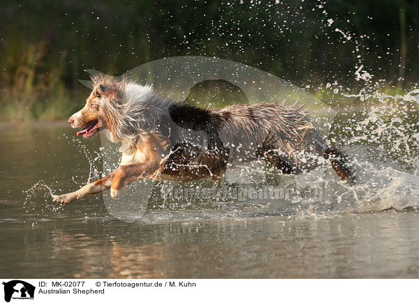 Australian Shepherd / Australian Shepherd / MK-02077