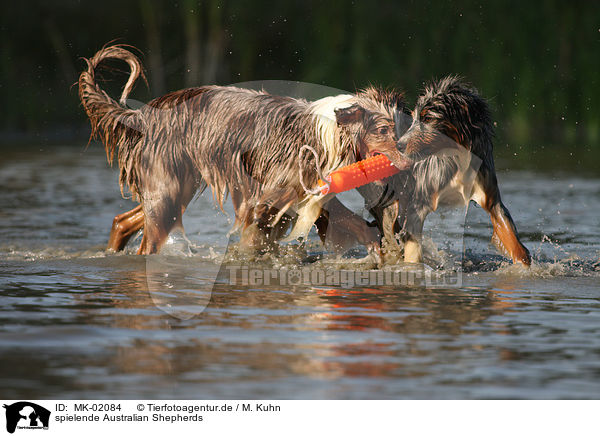 spielende Australian Shepherds / playing Australian Shepherds / MK-02084