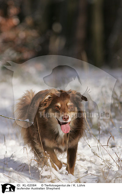 laufender Australian Shepherd / running Australian Shepherd / KL-02084