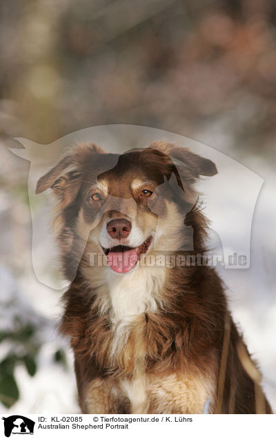 Australian Shepherd Portrait / Australian Shepherd Portrait / KL-02085
