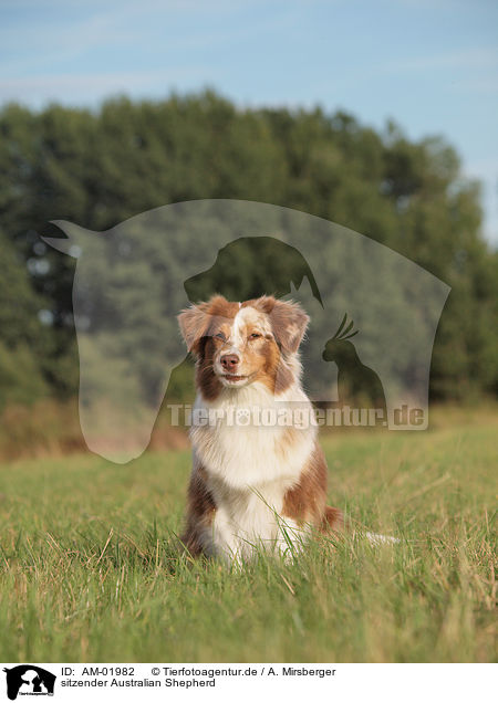 sitzender Australian Shepherd / sitting Australian Shepherd / AM-01982