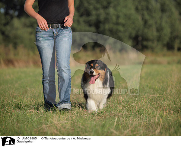 Gassi gehen / go for a walk / AM-01985