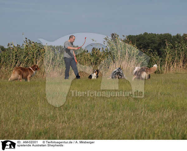 spielende Australian Shepherds / playing Australian Shepherds / AM-02001