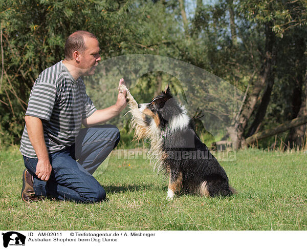 Australian Shepherd beim Dog Dance / AM-02011