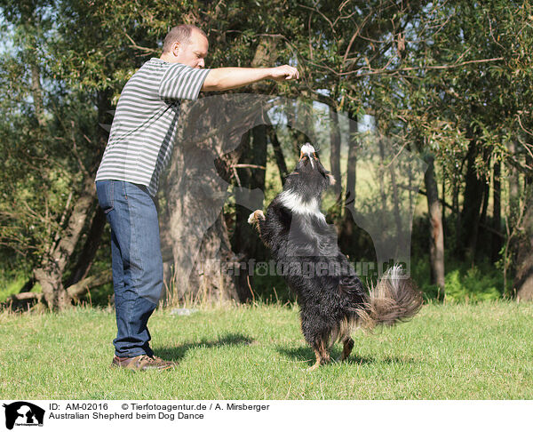 Australian Shepherd beim Dog Dance / AM-02016