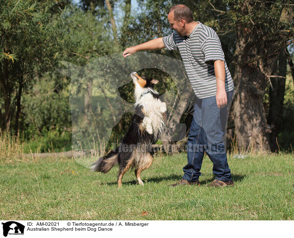 Australian Shepherd beim Dog Dance / AM-02021