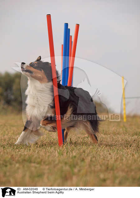 Australian Shepherd beim Agility / AM-02046