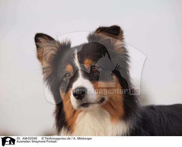 Australian Shepherd Portrait / Australian Shepherd Portrait / AM-02048
