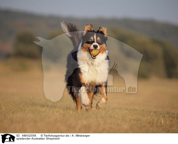 spielender Australian Shepherd / playing Australian Shepherd / AM-02058