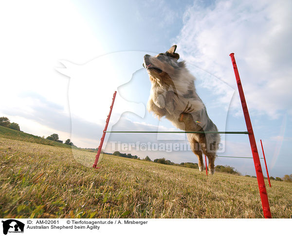 Australian Shepherd beim Agility / Australian Shepherd at agility / AM-02061
