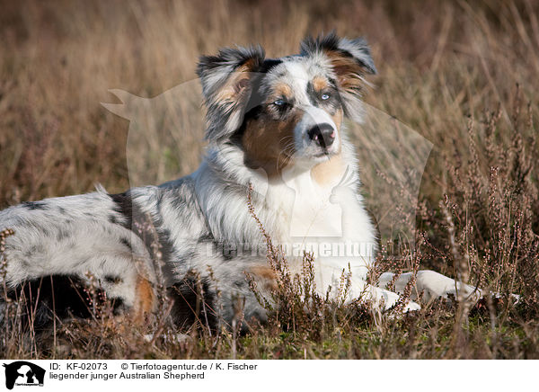 liegender junger Australian Shepherd / lying young Australian Shepherd / KF-02073