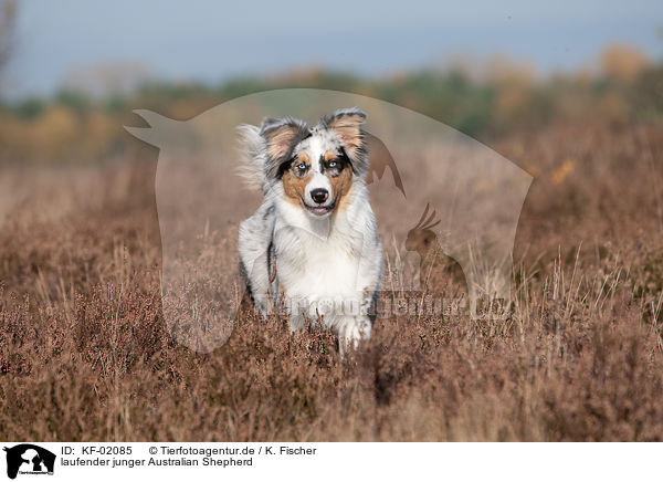 laufender junger Australian Shepherd / trotting young Australian Shepherd / KF-02085