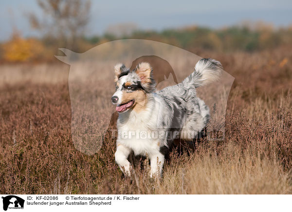laufender junger Australian Shepherd / trotting young Australian Shepherd / KF-02086
