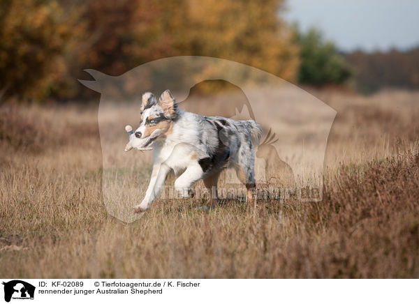 rennender junger Australian Shepherd / running young Australian Shepherd / KF-02089