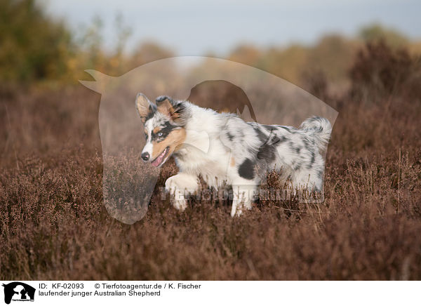 laufender junger Australian Shepherd / trotting young Australian Shepherd / KF-02093