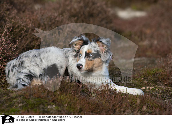 liegender junger Australian Shepherd / lying young Australian Shepherd / KF-02096