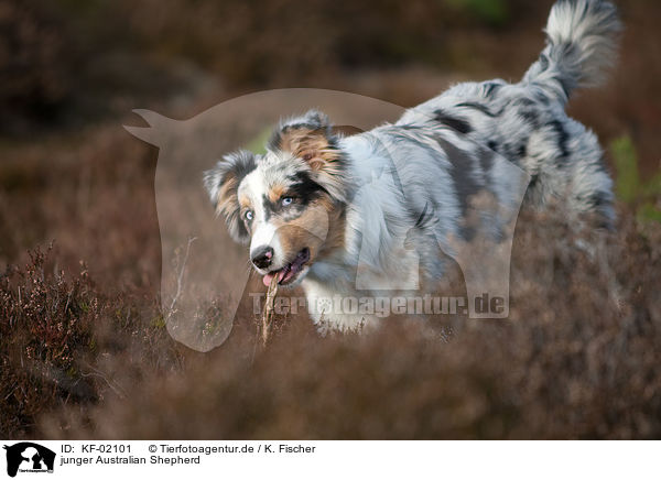 junger Australian Shepherd / young Australian Shepherd / KF-02101
