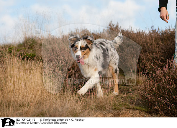 laufender junger Australian Shepherd / trotting young Australian Shepherd / KF-02116