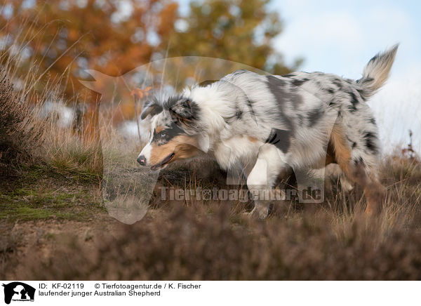 laufender junger Australian Shepherd / trotting young Australian Shepherd / KF-02119