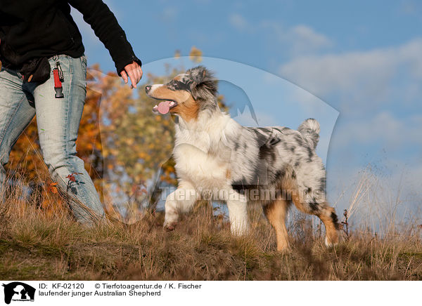 laufender junger Australian Shepherd / KF-02120