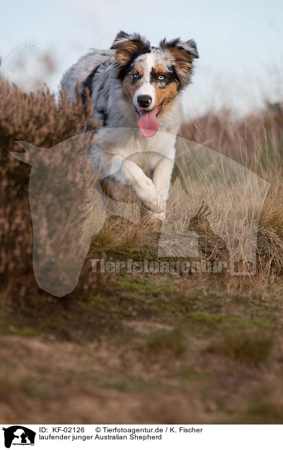 laufender junger Australian Shepherd / trotting young Australian Shepherd / KF-02126