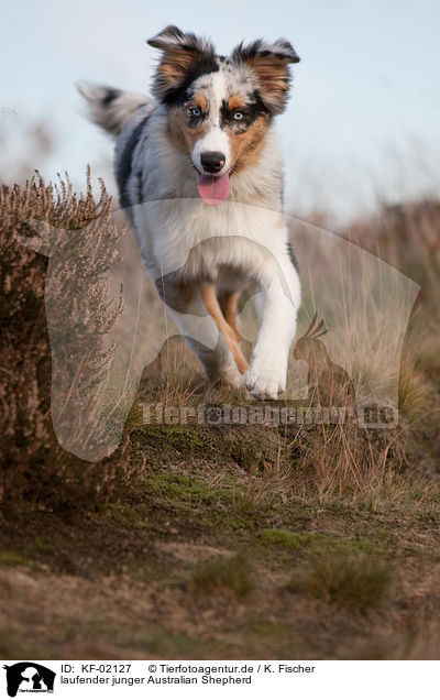 laufender junger Australian Shepherd / trotting young Australian Shepherd / KF-02127