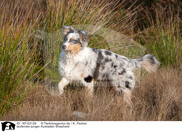 laufender junger Australian Shepherd / trotting young Australian Shepherd / KF-02128