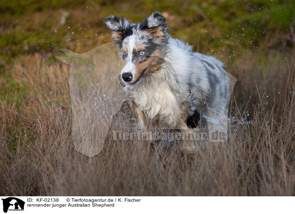 rennender junger Australian Shepherd / running young Australian Shepherd / KF-02138