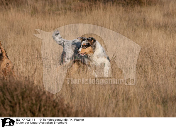 laufender junger Australian Shepherd / trotting young Australian Shepherd / KF-02141