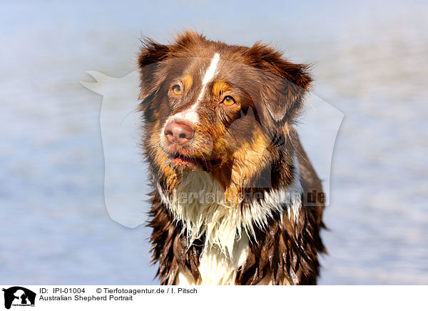 Australian Shepherd Portrait / Australian Shepherd Portrait / IPI-01004