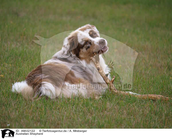 Australian Shepherd / Australian Shepherd / AM-02122