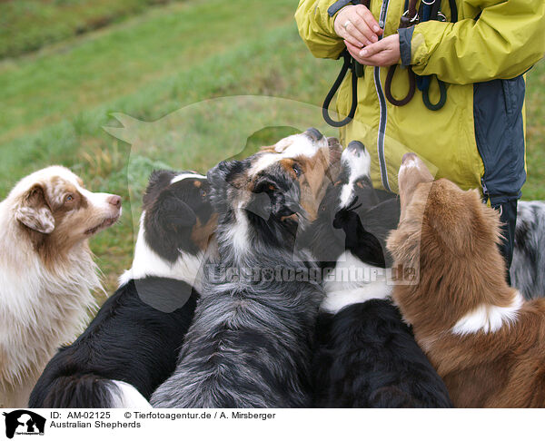 Australian Shepherds / AM-02125