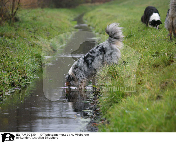 trinkender Australian Shepherd / drinking Australian Shepherd / AM-02130