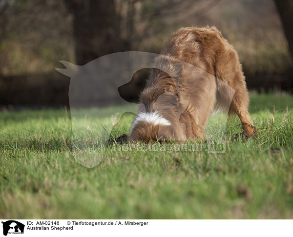 Australian Shepherd / Australian Shepherd / AM-02146