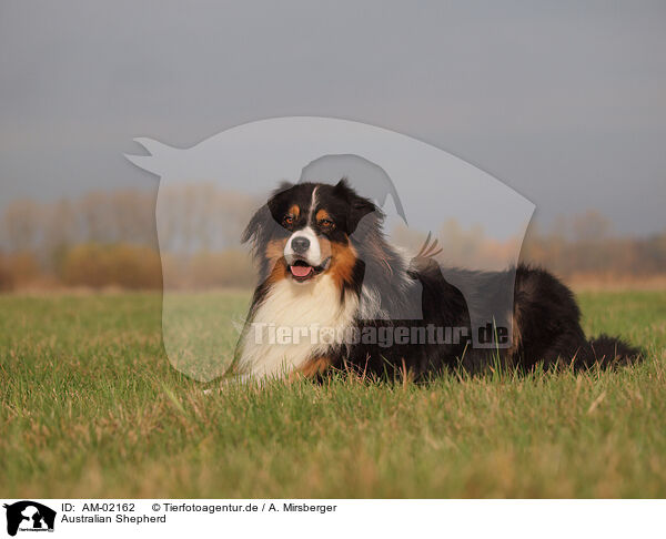 Australian Shepherd / Australian Shepherd / AM-02162