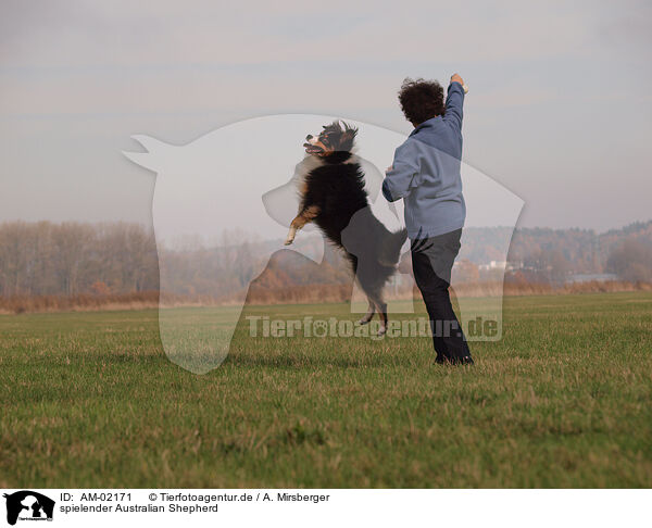 spielender Australian Shepherd / playing Australian Shepherd / AM-02171