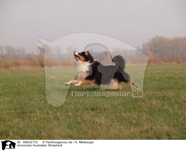rennender Australian Shepherd / running Australian Shepherd / AM-02172