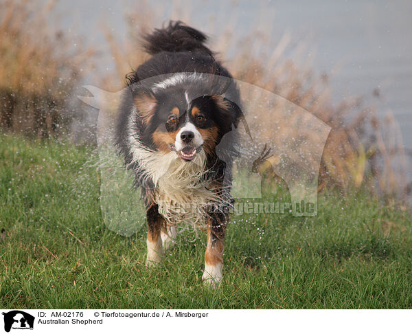 Australian Shepherd / Australian Shepherd / AM-02176