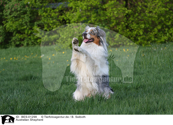 Australian Shepherd / Australian Shepherd / BES-01298