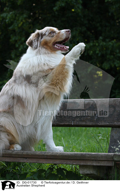 Australian Shepherd / Australian Shepherd / DG-01730