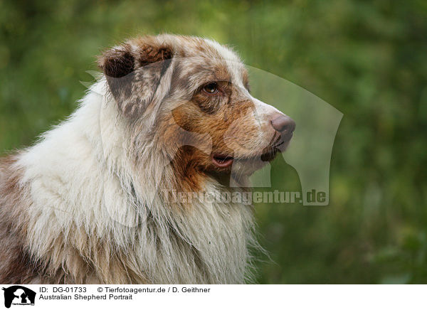 Australian Shepherd Portrait / Australian Shepherd Portrait / DG-01733