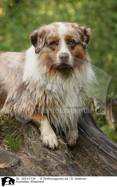 Australian Shepherd / Australian Shepherd / DG-01734