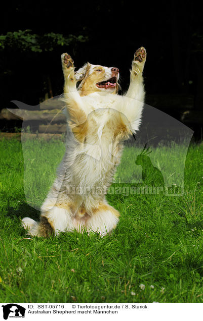 Australian Shepherd macht Mnnchen / australian shepherd shows trick / SST-05716